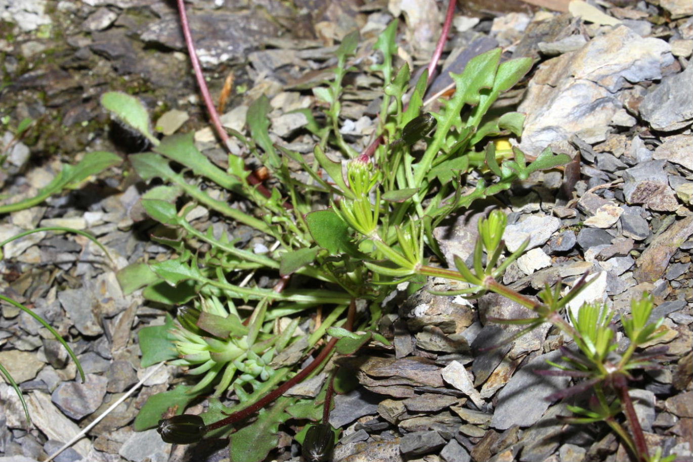 Asteracea - Robertia taraxacoides